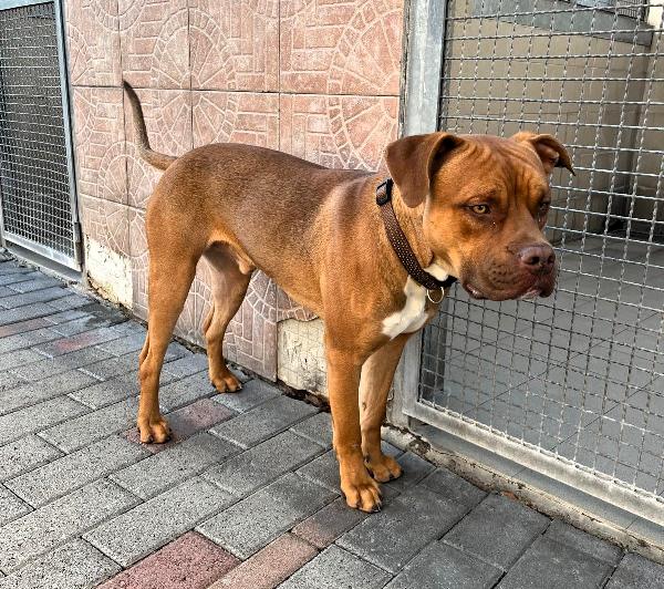 NILO OCCHI DI GIADA Foto 7